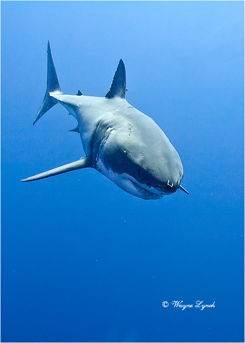 Great White Shark 105 by Dr. Wayne Lynch &copy;